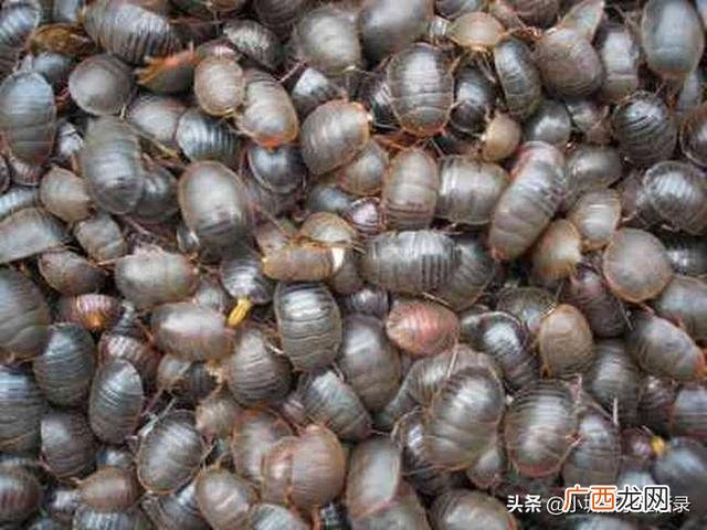 土元虫的养殖技术是什么,什么样的养土适合土鳖虫生长？