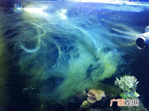 海水缸褐藻爆发如何彻底清除,海缸活石褐藻能消失吗？