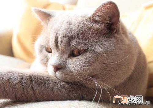 猫咪拉肚子怎么办,猫咪拉稀怎么办？