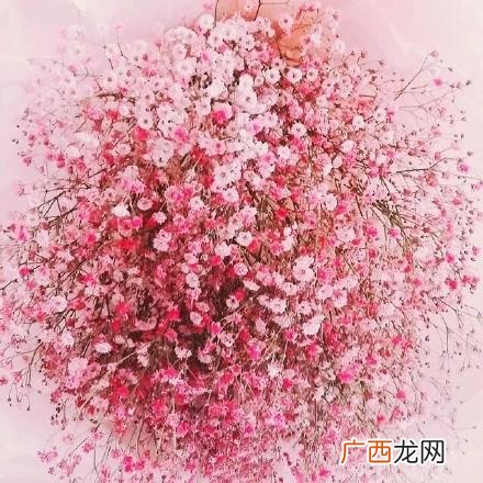 满天星是什么颜色,满天星是染色还是自然生长的？