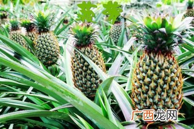 菠萝长在哪,菠萝长在地面还是地底?