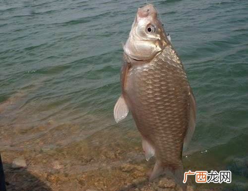 钓鲫鱼技巧是什么,冬季中午野钓鲫鱼技巧及方法?