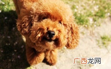 泰迪犬吃什么,泰迪狗狗可以吃西红柿吗？