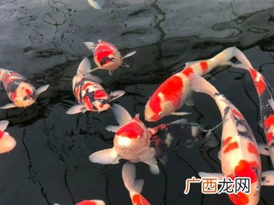 鱼虫类包括哪些,鱼虫是什么鱼虫怎么养？