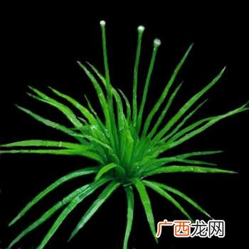 水草长什么样,养水草用什么水？