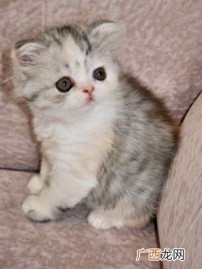 高地猫是什么品种,高地是什么猫？