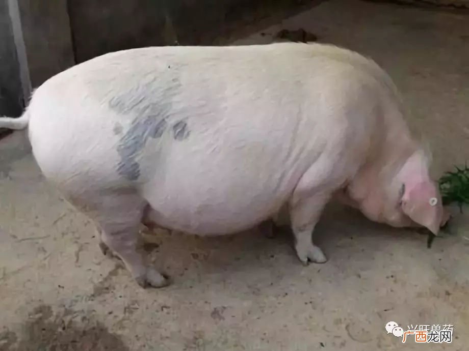 哺乳母猪该如何管理,母猪戒奶正确方法？