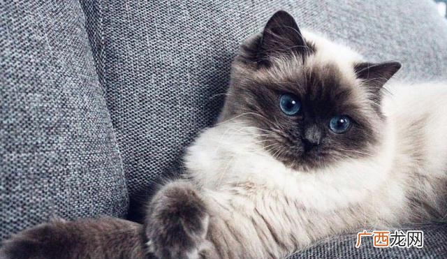 猫尿血什么原因引起,喝水少真的会导致猫咪尿血吗？