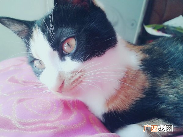 三色猫三花猫是不是名贵的猫,中华田园三色猫毛长嘛？
