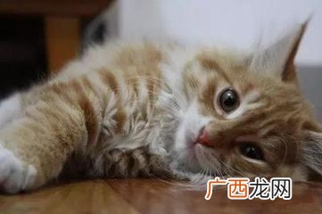 养尊处优的意思是什么意思是什么,侍宠持娇的含义？