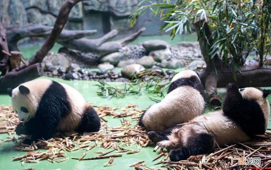 成都大熊猫繁育研究基地 成都熊猫基地在哪里