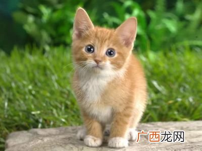 猫咪感冒会自愈吗,听说猫咪感冒是可以自愈的,猫生病了就吃营养膏能好吗?