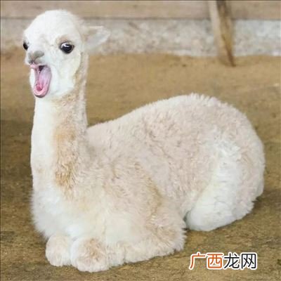 羊驼为什么吐口水,羊驼的口水到底有多强？