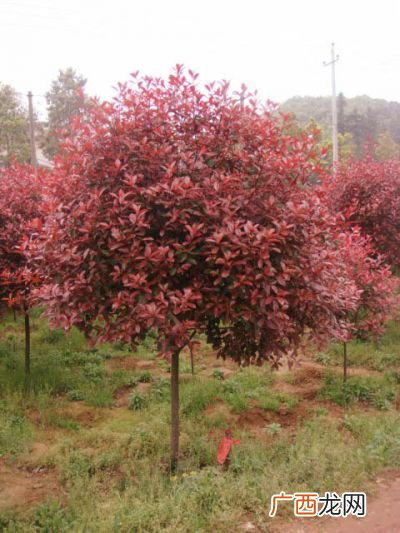 红叶石楠树作用,红叶石楠的优点和作用？