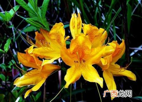 闹羊花别名,闹阳花和曼陀罗是同一种植物吗？
