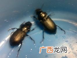 黑甲虫最爱吃什么,黑色小甲虫！是神马？