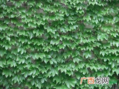 关于爬山虎叶的资料,爬山虎长大后的叶子有哪些特点?