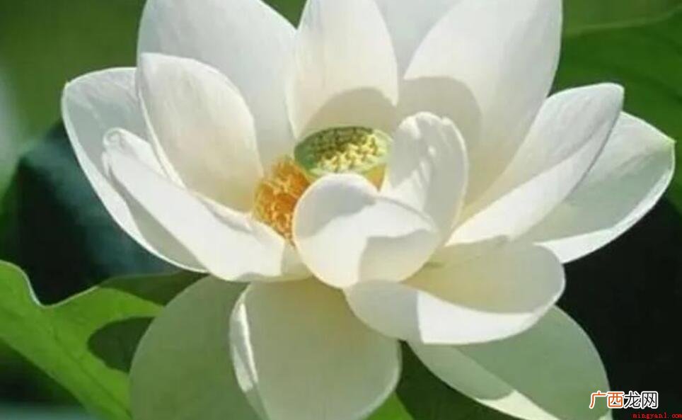 夏天暑伏是什么时候_健康频道 夏天暑伏是什么时候