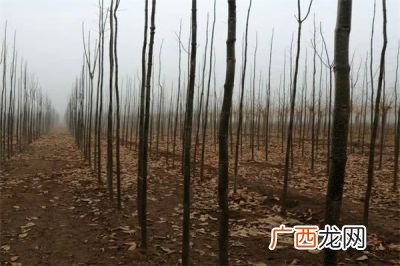 世界三大速生树木是什么,种植什么树,既速生,又耐寒?