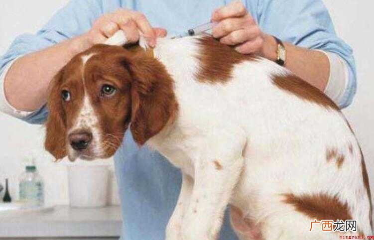狗狗狂犬疫苗可以推迟吗
