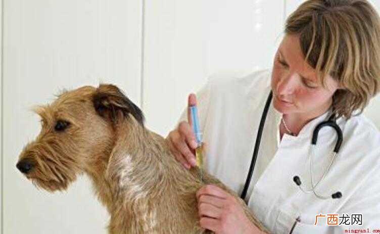 狗狗打完狂犬疫苗注意事项有什么
