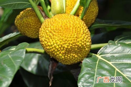 台湾盛产什么水果,台湾主要盛产什么水果?