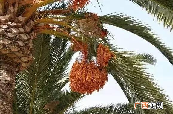 枣椰和椰枣有区别吗,椰枣哪里的最好？