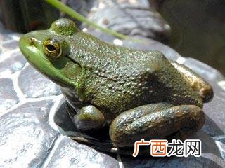 牛蛙属于什么类生物,中国有哪些动物是其它国家的？