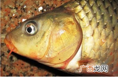 鲤鱼吃什么,河里的鲤鱼吃什么？