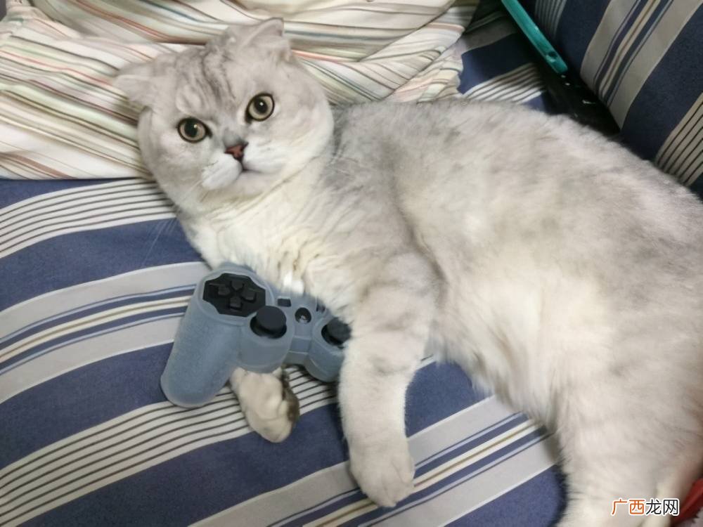 猫咪便血是怎么回事,猫拉血是为什么？