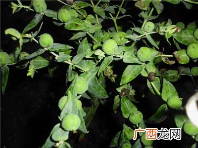 家里种什么植物可以驱蛇,家里种什么植物可以驱蛇？