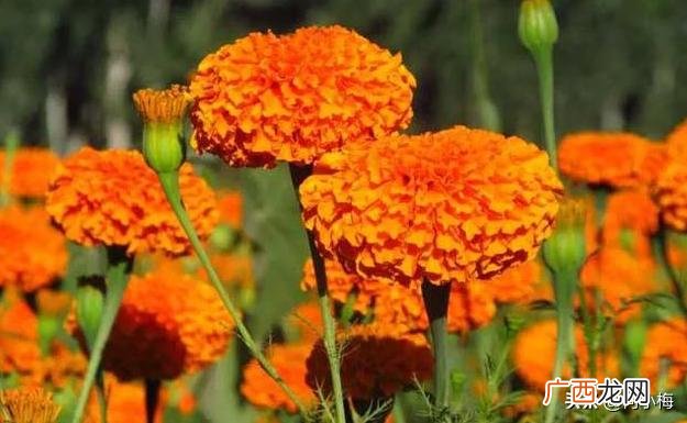 家里种什么植物可以驱蛇,家里种什么植物可以驱蛇？