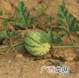 怎么选到甜西瓜,什么样的西瓜甜,应该怎么挑选?