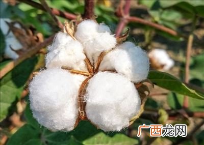 棉花桃是什么,棉花结桃是什么意思？