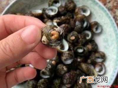 芝麻螺怎么吃