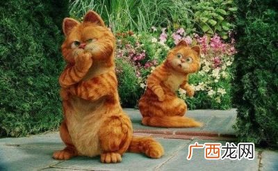 加菲猫的特点,加菲猫培育历史？