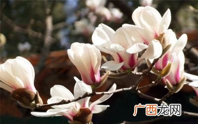 玉兰花几月开,玉兰花七月开预示什么？