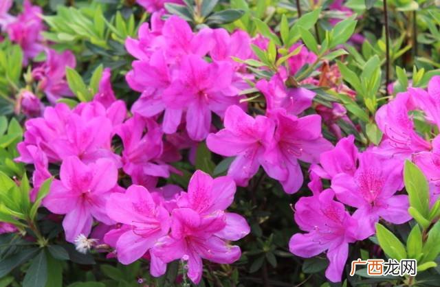 杜鹃花颜色有哪些,一年四季各种颜色的花？