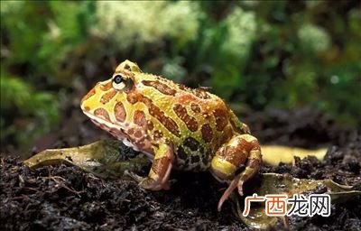 角蛙怎么养,角蛙十多公分以后要怎么养？