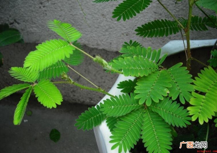 描绘含羞草的模样的语句有什么 描写含羞草的样子的句子有哪些