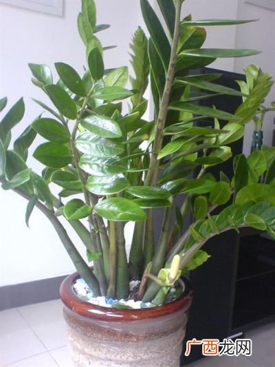 金钱树开花,金钱树怎么养才开花？