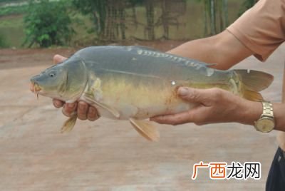 鲤鱼鳞可以吃吗,无鳞鲤鱼好吃吗？