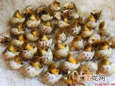 东风螺怎么吃