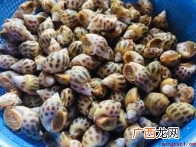 东风螺怎么吃