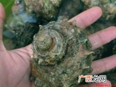 石头螺怎么吃