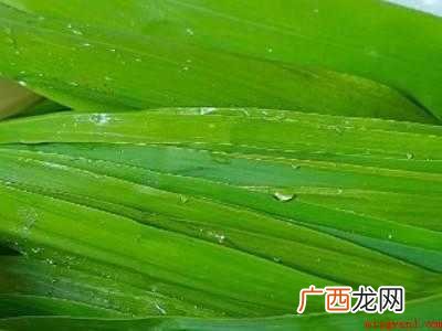 泡过的粽叶没用完怎么办