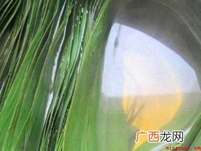 泡过的粽叶没用完怎么办