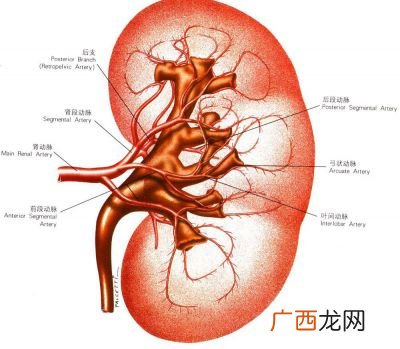 肾脏的解剖结构,解剖学基础名词解释？