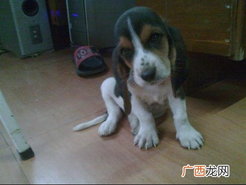 大耳朵狗都有哪些品种啊,大耳朵全身黑的是什么犬？