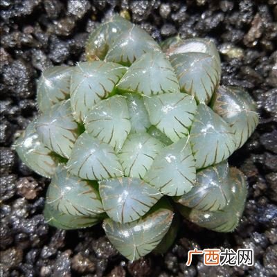 十二卷玉露的养殖方法和注意事项,玉露玉扇的养殖方法？